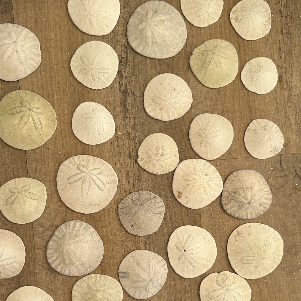 Collection of 6‎ Natural Sand Dollars